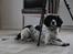Field spaniel Apache Blue Magic, Figo!