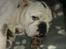 Engelsk bulldog Mali