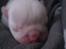 Engelsk bulldog Mali