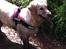 Golden retriever Melba