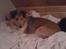 Shetland sheepdog Bella