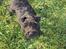 Dvaergschnauzer Sváva's Hazel - Tzefira