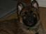 Blanding af racer Chewbacca - Chewbacca - 8½ uge 
