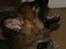 Blanding af racer Chewbacca - Chewbacca - 8½ uge
- han gaber med masser af lyd...oh sole mio *LOL*