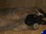 Blanding af racer Chewbacca - Chewbacca - 8 ½ uge
- synes blitzen fra kameraet er irriterende !!
