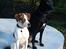 Blanding af racer Diego - Mine dejlige hunde. 