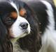 Cavalier king charles spaniel Birkedals Charlie *SOULMATE* <3