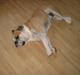 Engelsk bulldog *Ozzy* 