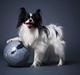 Papillon Klæstruplunds Cille