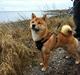 Shiba Max