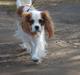 Cavalier king charles spaniel DKK Hamingjor Prinsesse Jasmin