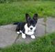 Welsh corgi cardigan Alba