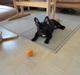 Fransk bulldog           Basse