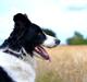 Border collie | Sitka