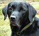 Labrador retriever LP1 Belvedere