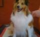 Shetland sheepdog Bella