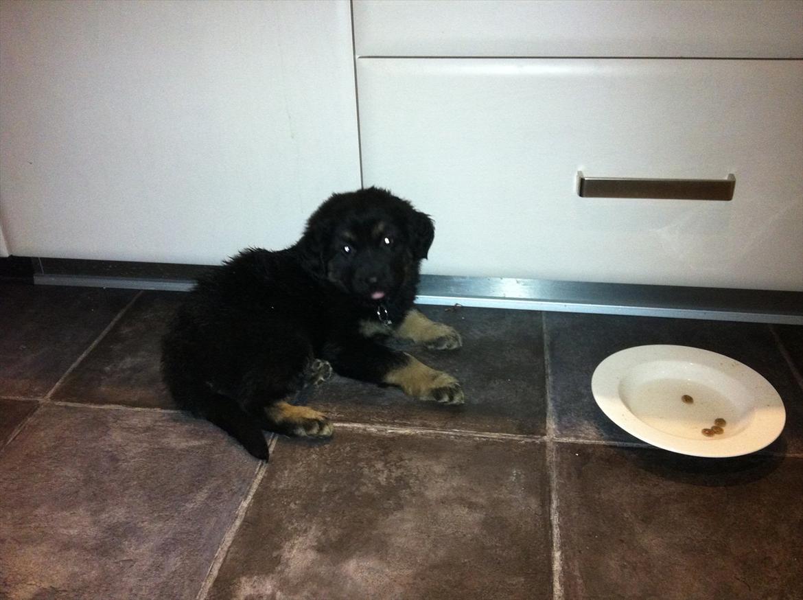 Blanding af racer Baltazar billede 4