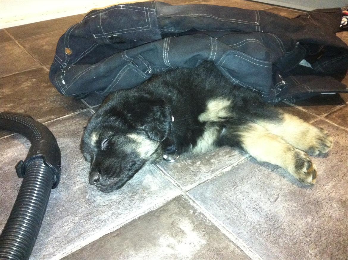 Blanding af racer Baltazar billede 5