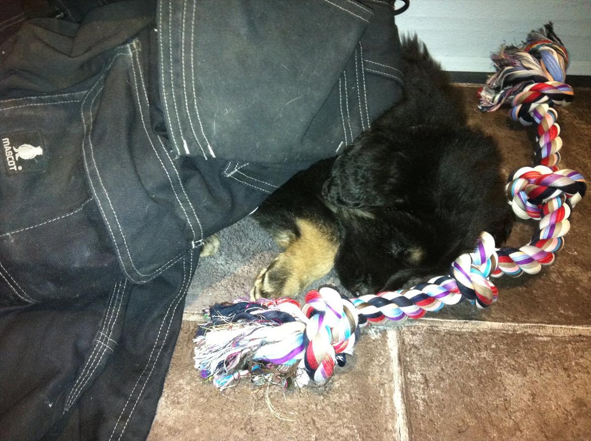 Blanding af racer Baltazar billede 6