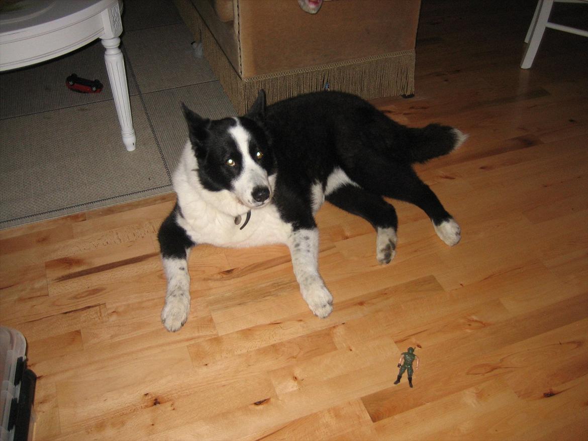 Karelsk bjørnehund Sille (himmelhund) - ligger og slapper af i vores sommerhus <3 billede 1