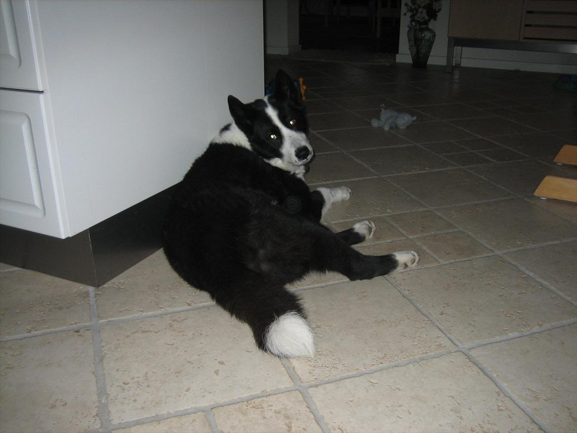 Karelsk bjørnehund Sille (himmelhund) - ligger og kigger <3 billede 2