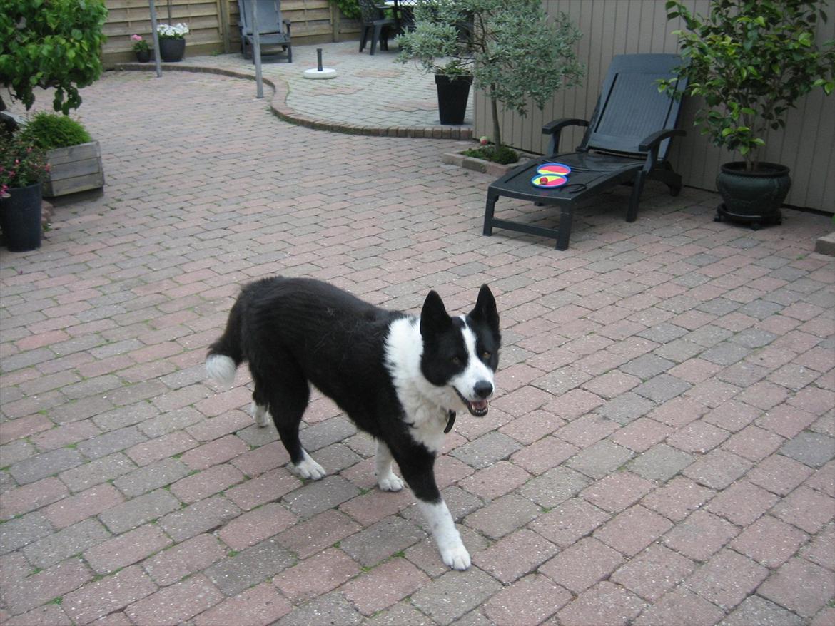 Karelsk bjørnehund Sille (himmelhund) - tager en lille g tur i haven <3 billede 3