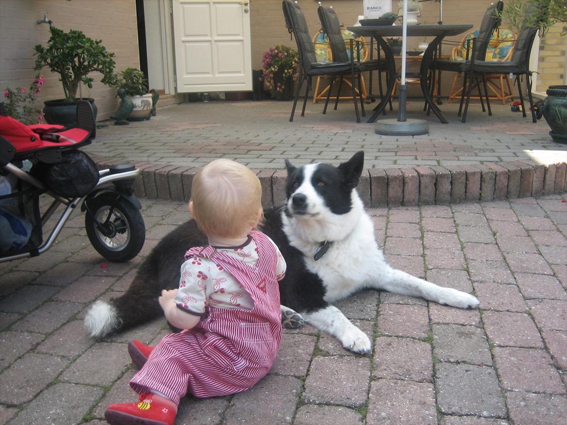 Karelsk bjørnehund Sille (himmelhund) - lejer med en af plejebørne <3 billede 4