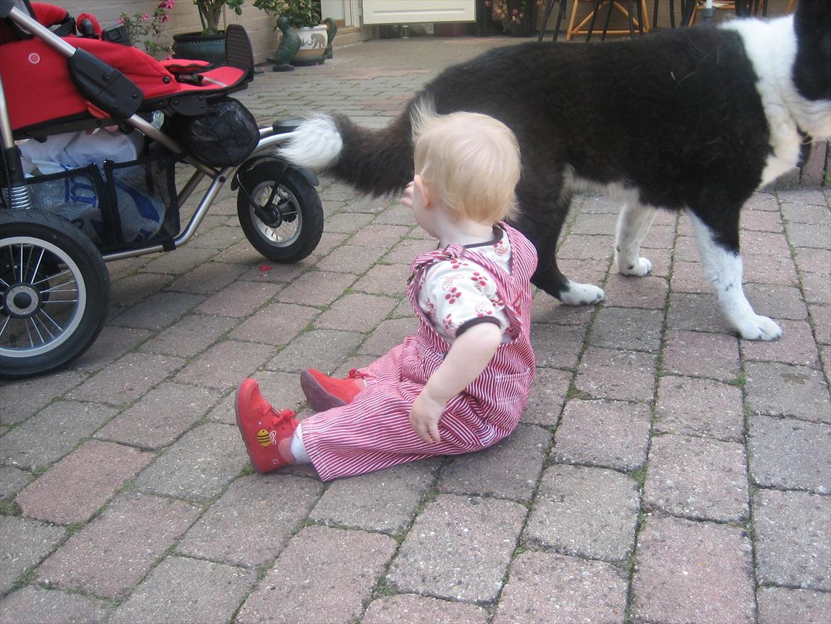 Karelsk bjørnehund Sille (himmelhund) billede 5