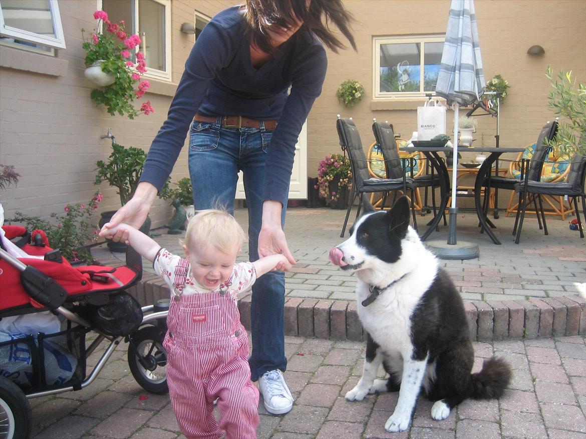 Karelsk bjørnehund Sille (himmelhund) - holder øje med alt går som det skal <3 billede 6