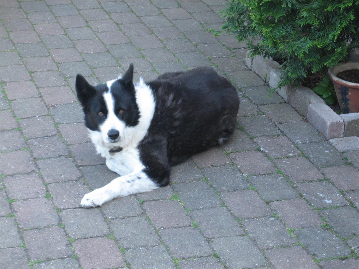 Karelsk bjørnehund Sille (himmelhund) - bare en smuk hund <3 billede 7