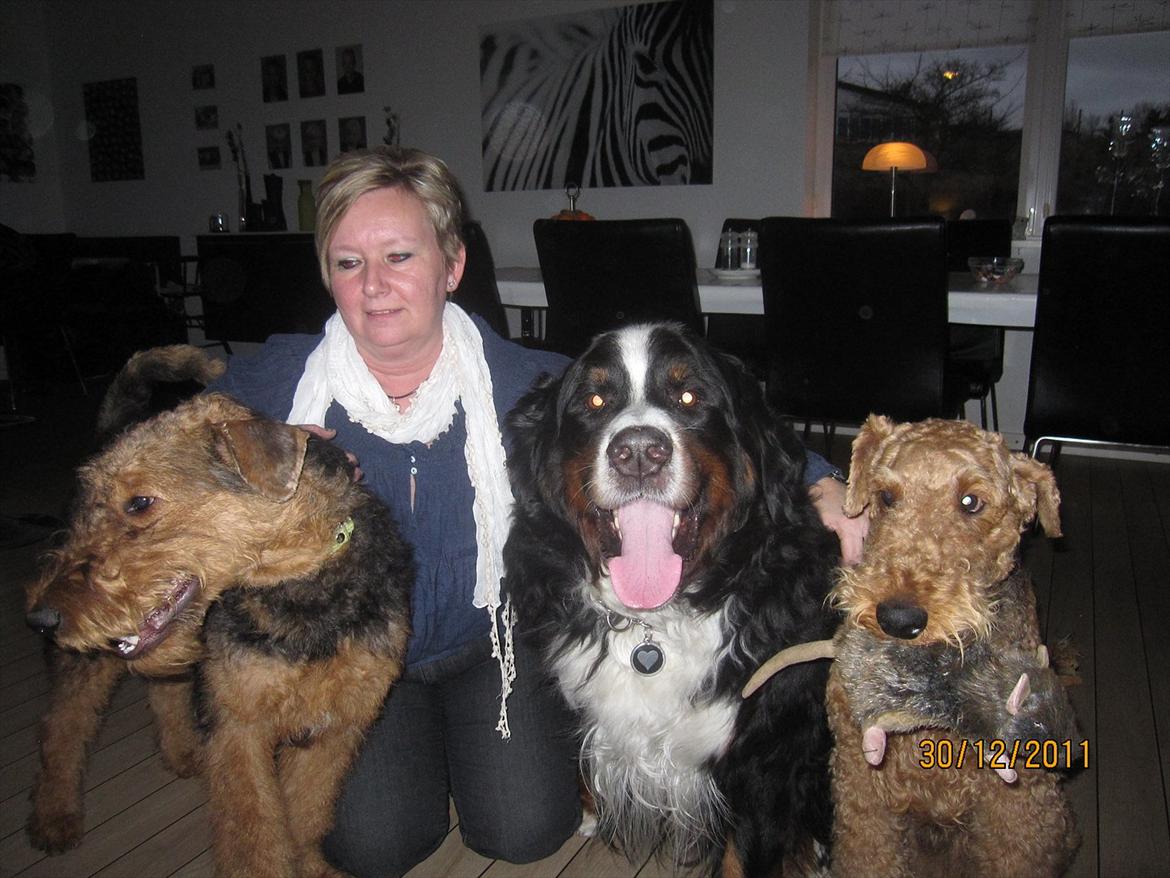 Airedale terrier Spicaway unbraced (Argo) - Julen 2011. Argo sammen med Ozzi,Buster og mor.Argo har sin rotte i munden. billede 19