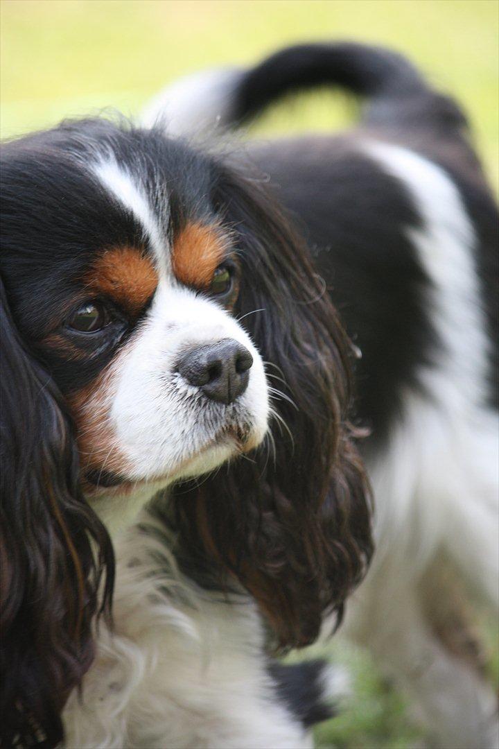 Cavalier king charles spaniel Birkedals Charlie *SOULMATE* <3 billede 1