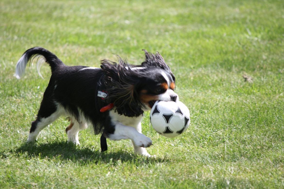 Cavalier king charles spaniel Birkedals Charlie *SOULMATE* <3 billede 2