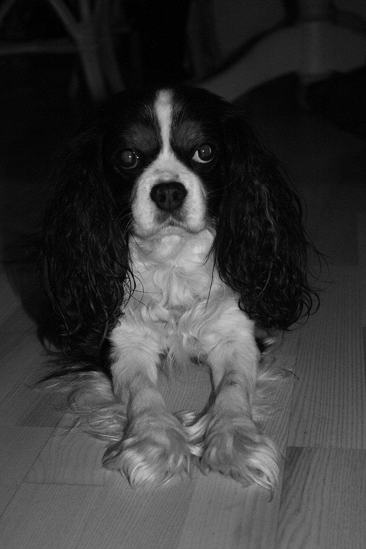 Cavalier king charles spaniel Birkedals Charlie *SOULMATE* <3 billede 3