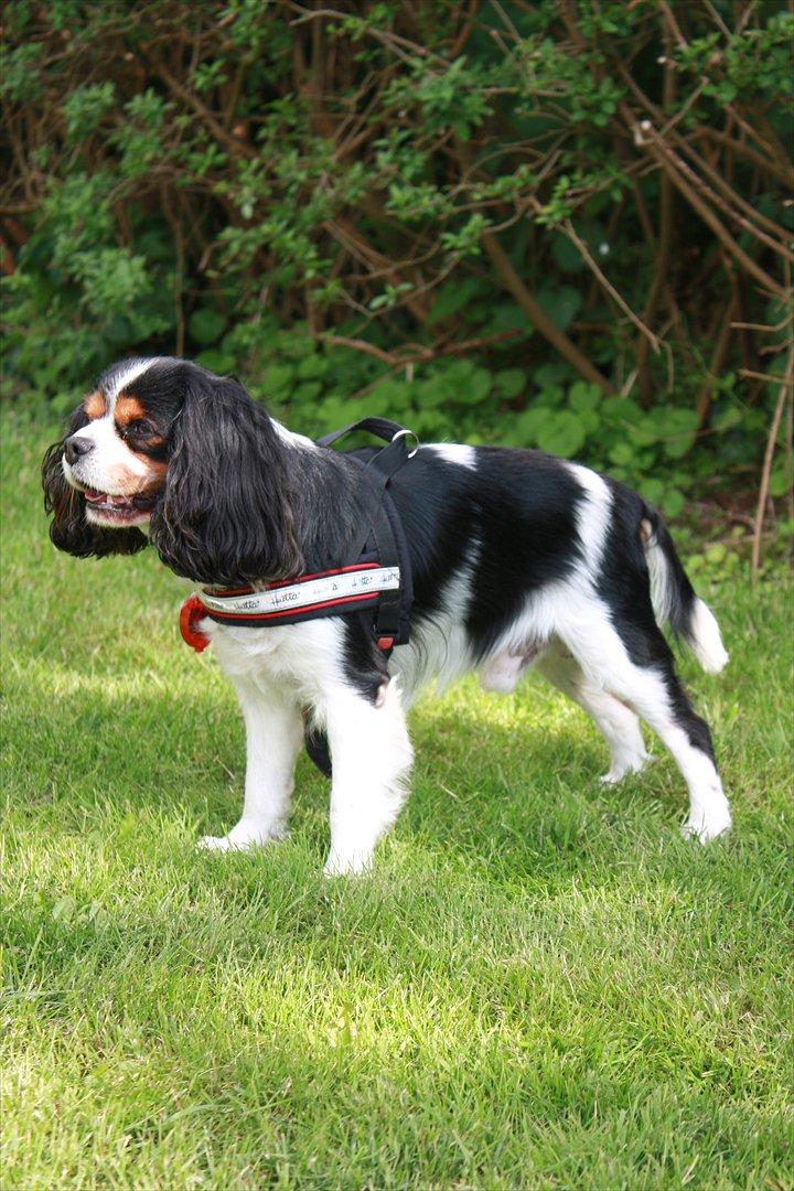 Cavalier king charles spaniel Birkedals Charlie *SOULMATE* <3 billede 5