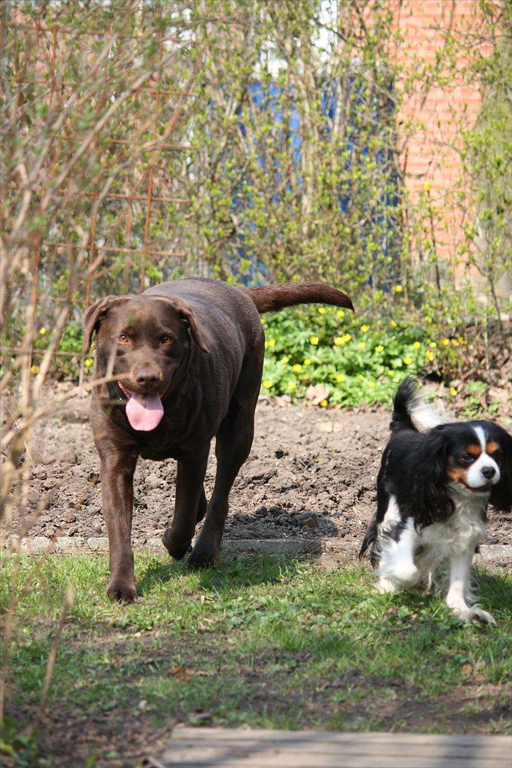 Cavalier king charles spaniel Birkedals Charlie *SOULMATE* <3 billede 6