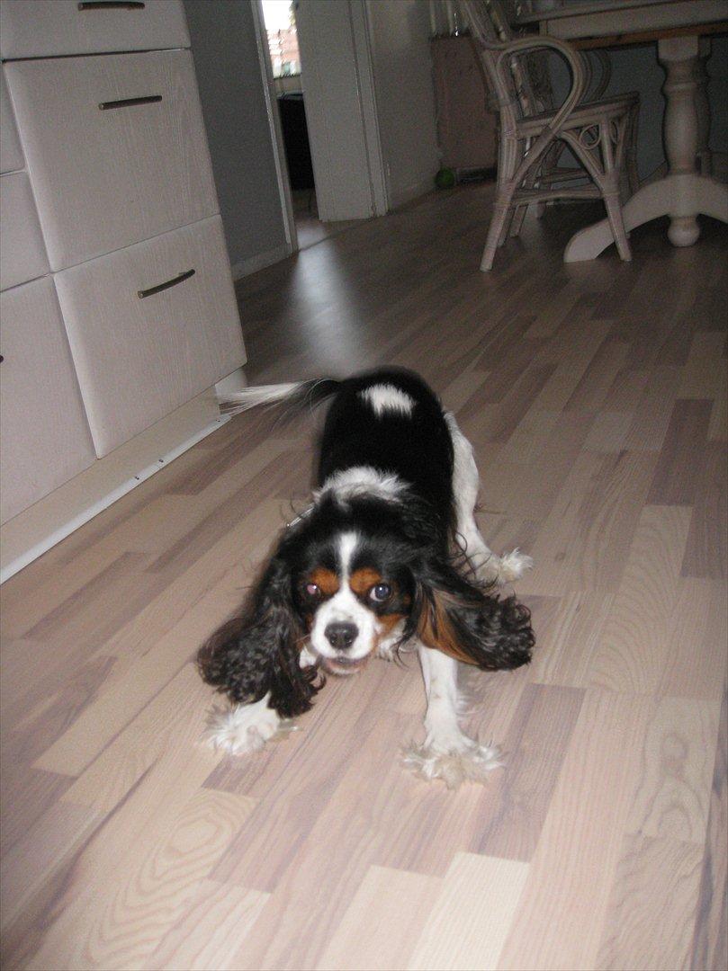 Cavalier king charles spaniel Birkedals Charlie *SOULMATE* <3 billede 7