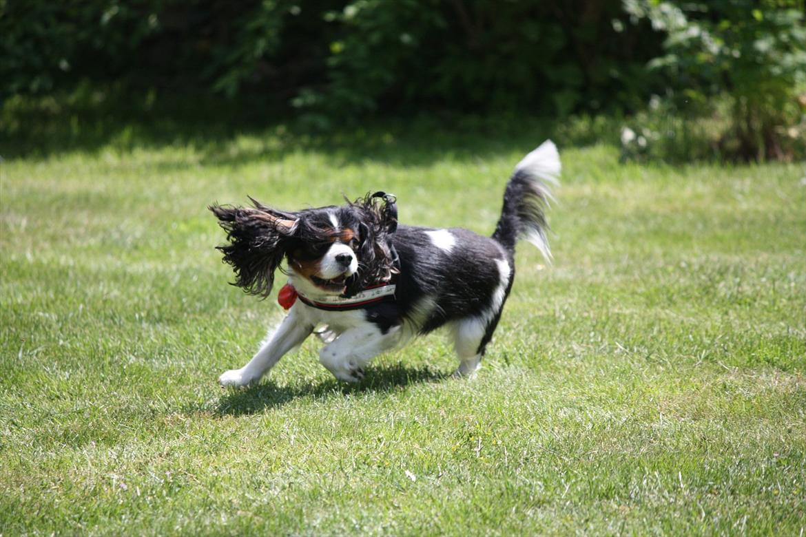 Cavalier king charles spaniel Birkedals Charlie *SOULMATE* <3 billede 8