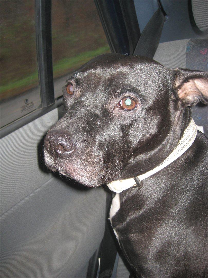 Amerikansk staffordshire terrier bine R.I.P. - Bines sidste bil tur :-( på vej til dyrlægen :-( billede 17