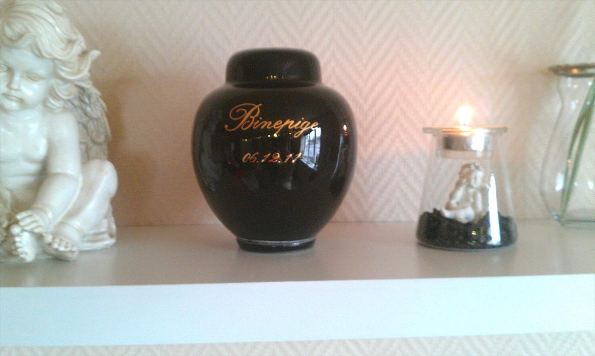 Amerikansk staffordshire terrier bine R.I.P. - R.I.P. Min smukke pige. Du vil altid være i vore hjerter. savner dig hver dag  billede 18