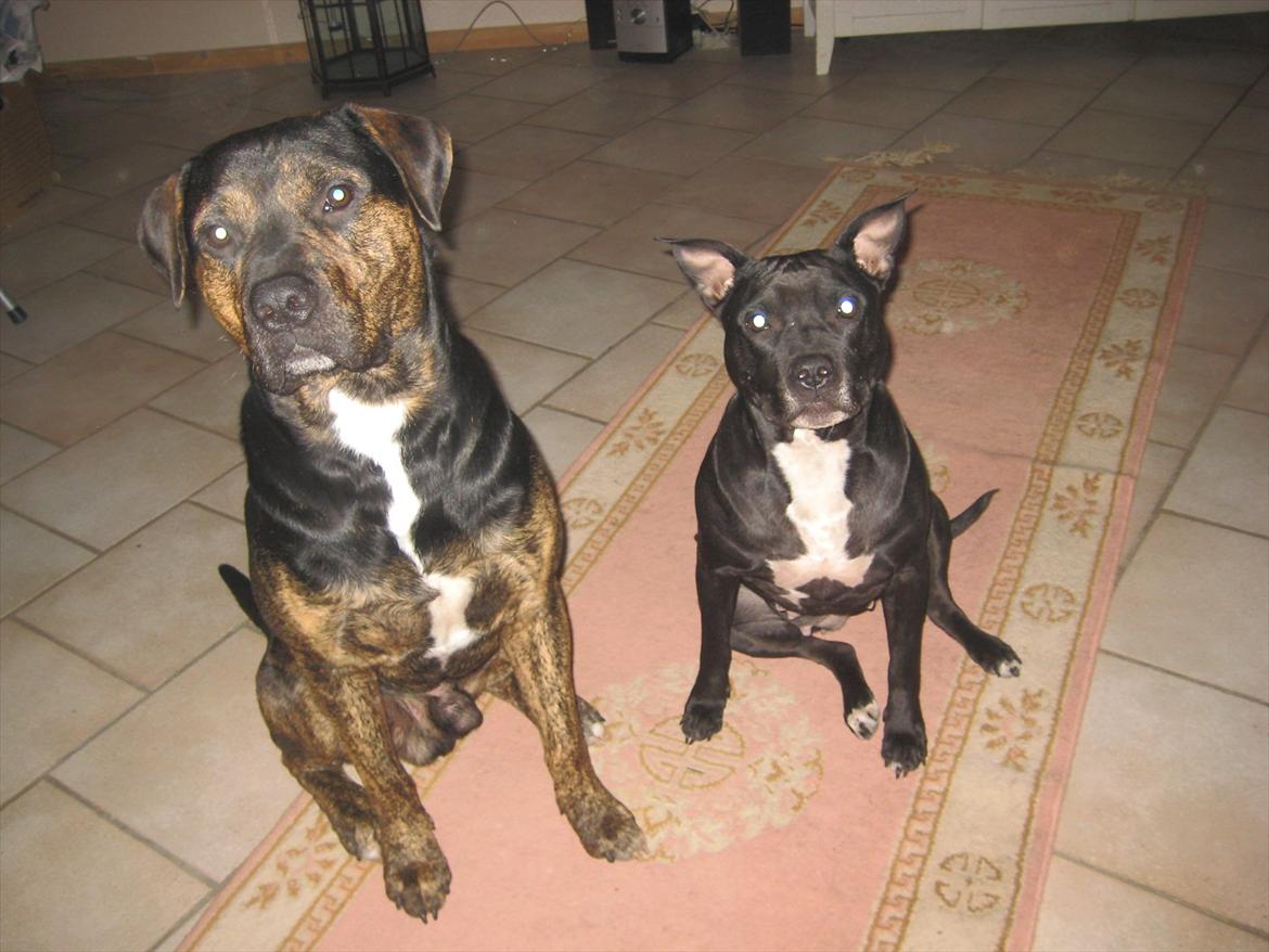Amerikansk staffordshire terrier bine R.I.P. - Bine og hendes elskede fedtmule <3 Han savner dig putte  billede 19