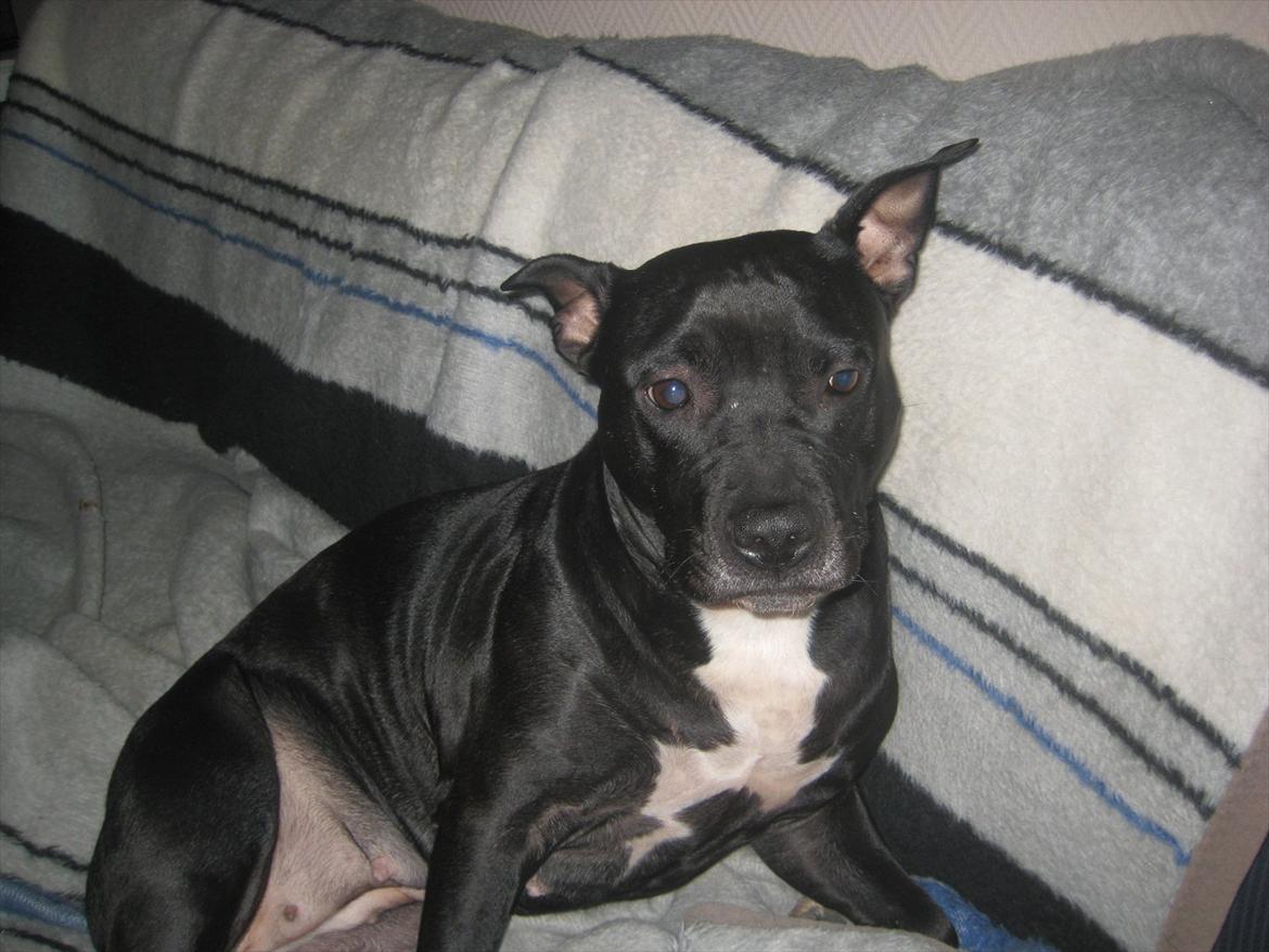 Amerikansk staffordshire terrier bine R.I.P. billede 20