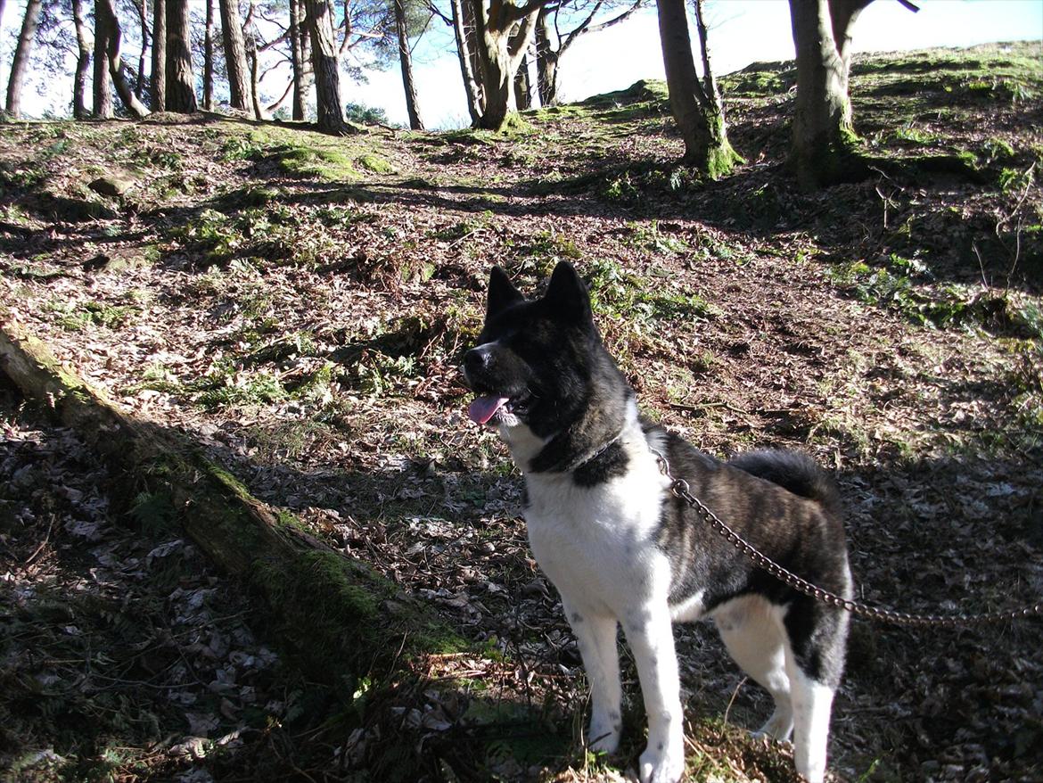 Akita inu Miko billede 3