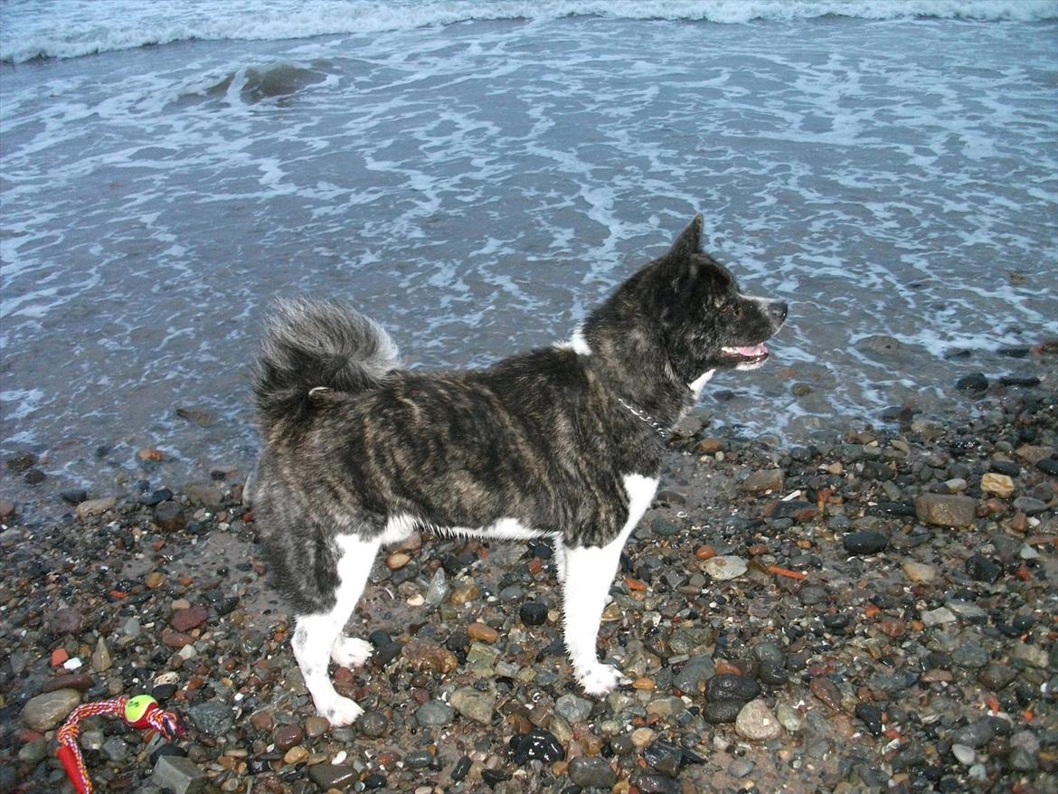 Akita inu Miko billede 1