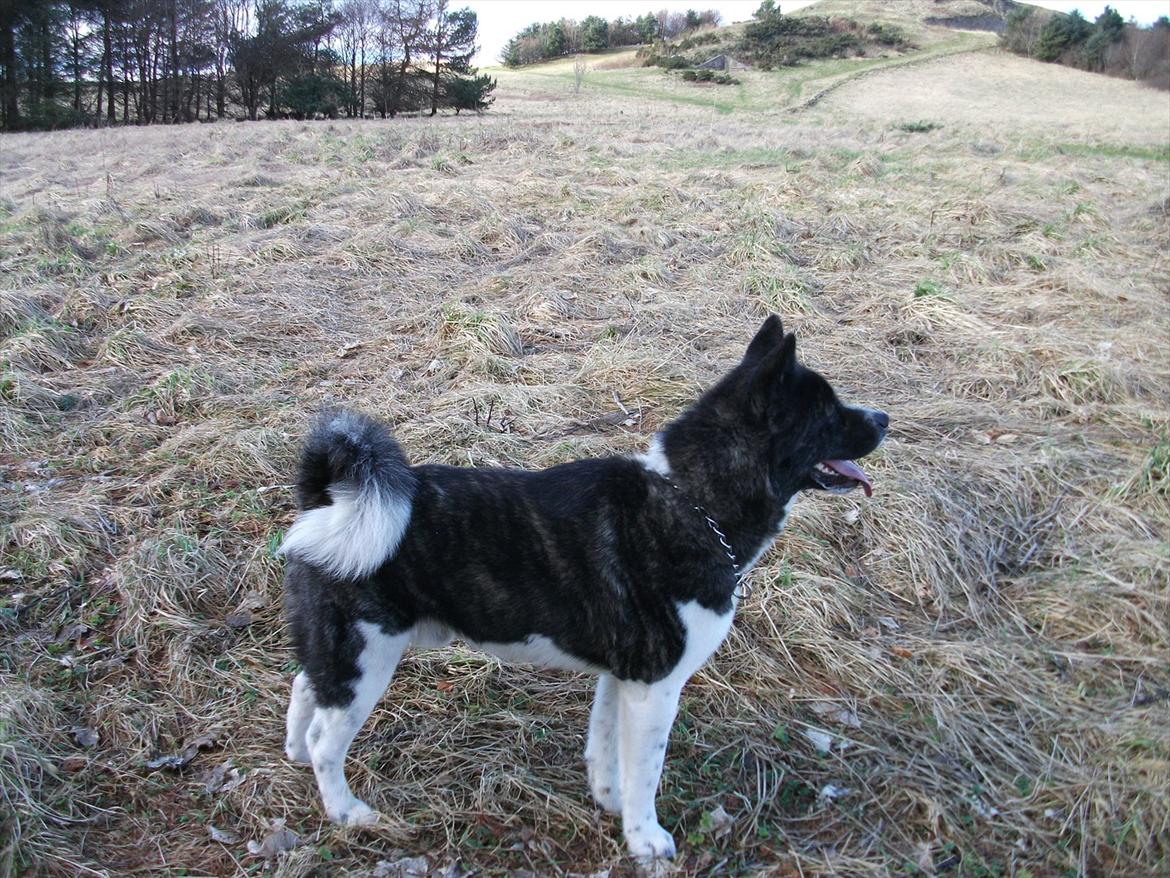 Akita inu Miko billede 12