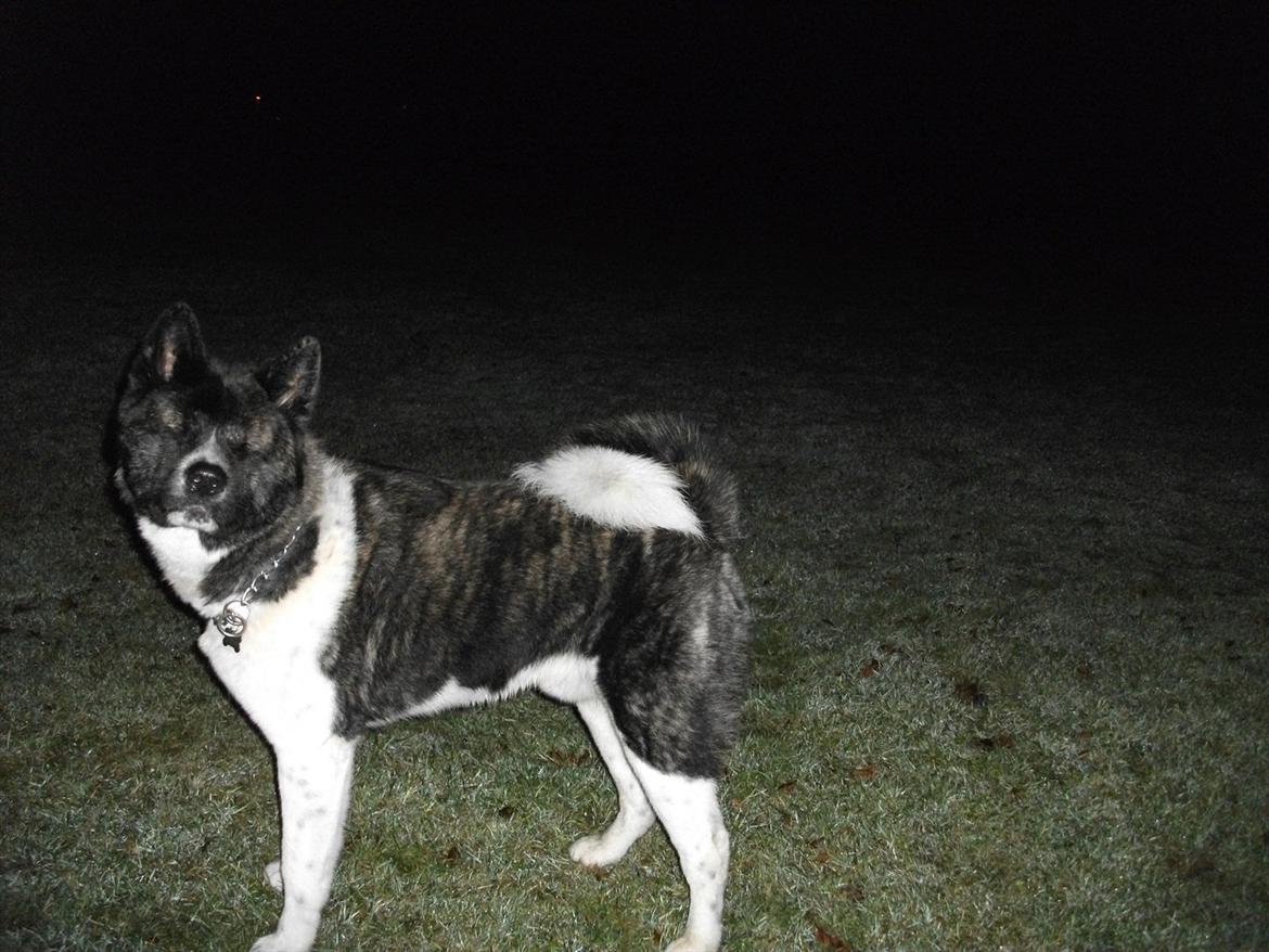 Akita inu Miko billede 2