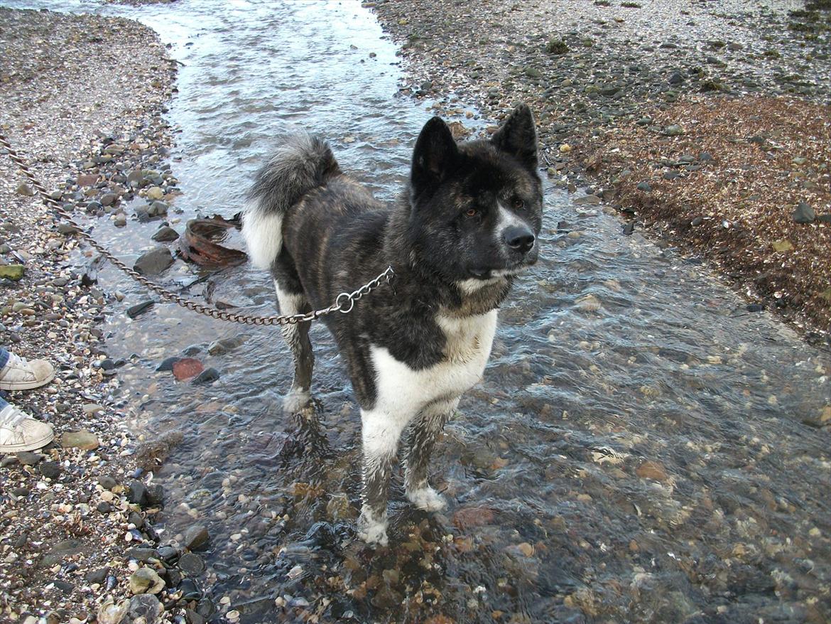 Akita inu Miko billede 7