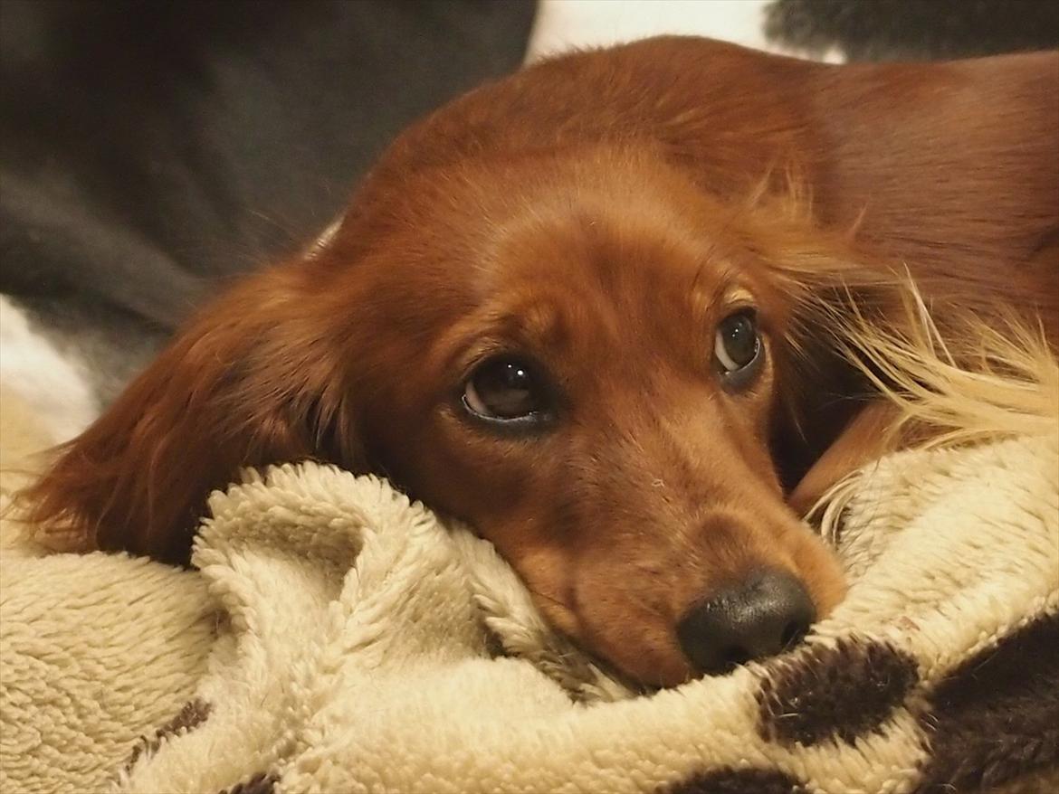 Dværggravhund Xingu - december 2011 billede 10