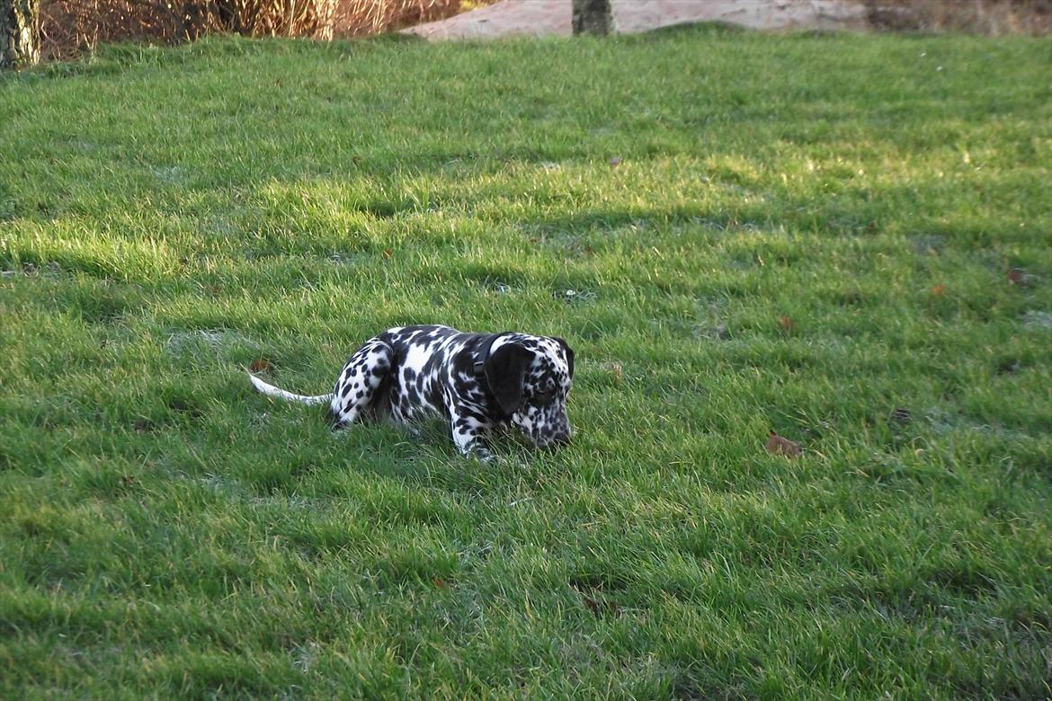 Dalmatiner Jason - Legetur i haven :) billede 6