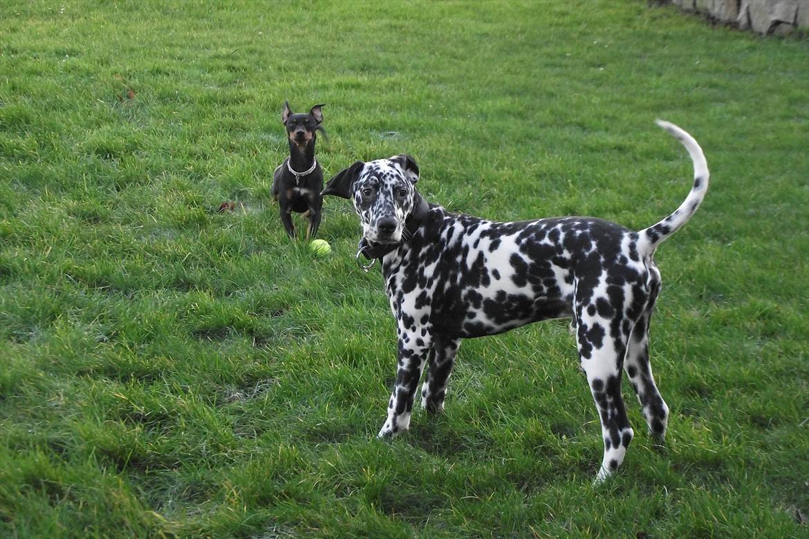 Dalmatiner Jason - Legetur i haven :) billede 7
